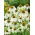 Echinacea - White Swan - Ehinacea purpurea - Elegant White Blooms for Late Summer - Fresh Seeds