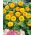 矮小的双向日葵种子 - 向日葵fl。 PL。 -  90粒种子 - Helianthus annuus - 種子