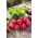 Radish - Carmen - Juicy Roots with Carmine Skins - Fresh Seeds