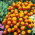 Seme ognja Ognjenega ognja - Tagetes patula nana - 350 semen - Tagetes patula L. - semena