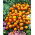 Clavelón de la India - Orange Flame - Tagetes patula - 1 kg - Flores con forma de anémona - Semillas frescas