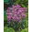 Julienne des Dames - Violet - Hesperis matronalis - Vivace gracieuse pour bordures parfumées - Graines fraîches