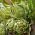 Artichoke - Green Globe - Cynara scolymus - Towering Artichoke, Striking 1.7m Growth - Fresh Seeds