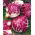 Cikorija Palla Rossa 3 sjemena - Cichorium intybus - 360 sjemenki - Cichorium intybus var. Foliosum - sjemenke