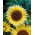 Solros - Lemon Queen - Helianthus annuus - 100 g - Höga, citrongula blommor - Färska frön