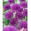 Decoratieve knoflook - Purple Sensation - pakket van 3 stuks - Allium Purple Sensation