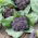 Брокколі Насіння Міранди - Brassica oleracea - 300 насінин - Brassica oleracea L. var. italica Plenck - насіння