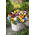 Viola del pensiero gigante - Miscuglio - Viola × wittrockiana - Petali grandi decorativi e commestibili - Semi Freschi