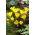 Sternbergia - winter narcis - grote verpakking! - 20 stuks; herfst narcis, val narcis, lelietje-van-veld, gele herfst krokus - 