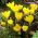 Sternbergia - winter narcis - grote verpakking! - 20 stuks; herfst narcis, val narcis, lelietje-van-veld, gele herfst krokus - 