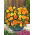 StorblommigTagetes - Mona - blandning - Tagetes erecta - Djärva färger med stora och tåliga blommor - Färska frön