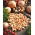 Overwinterende groene ui - 10 kg; lente-ui - 