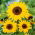 Floarea Soarelui decorativă - Henry Wilde - Helianthus annuus - Flori galbene falnice - Semințe proaspete