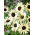Miniatyrsolros - Italian White - Helianthus debilis - Krämigt gula blommor - Färska frön