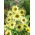 Suncokret 'Italian Green Heart' - sjeme (Helianthus debilis)