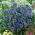 Zwerg Kornblume - Blau - Centaurea cyanus nana - Kompakter Sommercharme in Blau - Samen