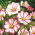 Krasuľka perovitá, Cosmos Sensation 'Picotee' - vysoká odroda - semienka (Cosmos bipinnatus)