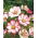Krasuľka perovitá, Cosmos Sensation 'Picotee' - vysoká odroda - semienka (Cosmos bipinnatus)