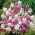 Nachtviole - Mischung - Hesperis matronalis - Duftende Mischblüten, vielfältig einsetzbar - Samen