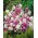 Nachtviole - Mischung - Hesperis matronalis - Duftende Mischblüten, vielfältig einsetzbar - Samen