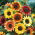 Solros - Autumn Beauty - Helianthus annuus - Livfulla, höga blommor - Färska frön