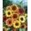 Solros - Autumn Beauty - Helianthus annuus - Livfulla, höga blommor - Färska frön