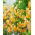 Martagon Lily - Guinea Gold - Large Pack! - 10 pcs.