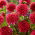 Dahlia - 'Alyshia'