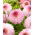 Dahlia - Arbatax - Large Pack! - 10 pcs