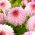 Dahlia - Arbatax - Large Pack! - 10 pcs