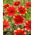 Dália - Dahlia - Bicolore - Nagy kiszerelés - 10 db