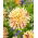 Dahlia - Cambridge - GIGA Pack! - 50 pcs