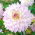 Dahlia - 'Crazy Love'