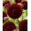 Dahlia - Dark Spirit - pom-pom flowered - GIGA Pack! - 50 pcs