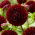 Dahlia - Dark Spirit - pom-pom flowered - GIGA Pack! - 50 pcs