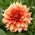 Dahlia - Dazzling Magic
