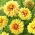 Dahlia - Dazzling Sun