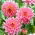 Dahlia - Gerrie Hoek - Large Pack! - 10 pcs