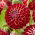 Dahlia - Jowey Joshua - GIGA Pack! - 50 pcs