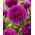 Dahlia - Jowey Nina - GIGA Pack! - 50 pcs