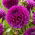Dahlia - Jowey Nina - GIGA Pack! - 50 pcs