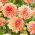 Dahlia - Kick Off
