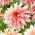 Dahlia - 'Labyrinth'