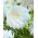 Dahlia - Lady Liberty - Large Pack! - 10 pcs