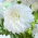 Dahlia - Lady Liberty - Large Pack! - 10 pcs