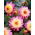 Dahlia - Lambada