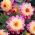 Dahlia - Lambada