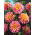 Dahlia - 'Life Style'