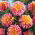 Dahlia - Life Style