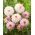 Dahlia - Minnesota - Large Pack! - 10 pcs